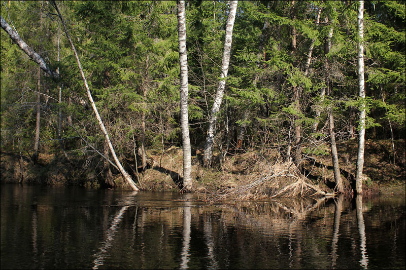 Погода село песь новгородской. Песь Новгородская область. Река Песь Новгородская область.