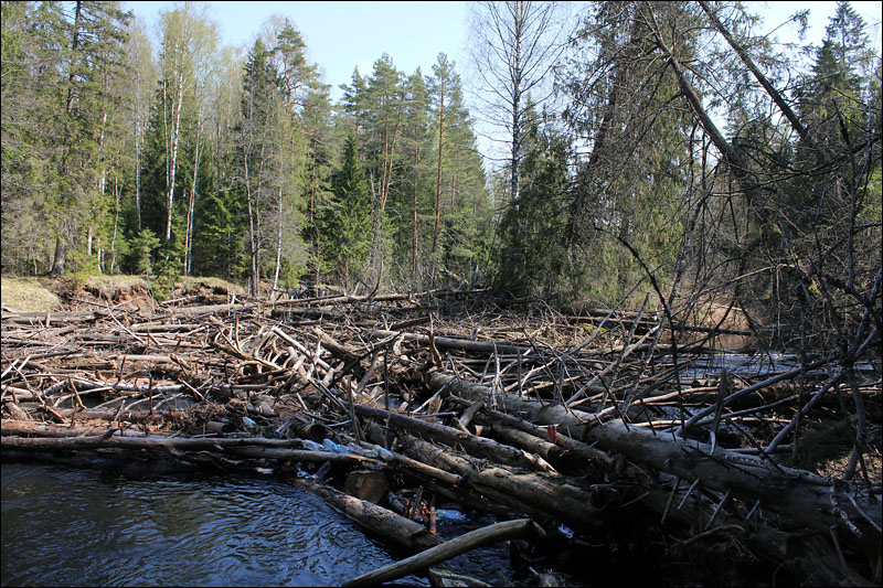 Погода село песь новгородской. Река Песь Новгородская область. Река Песь Новгородской Хвойнинский. Река Песь Хвойная.